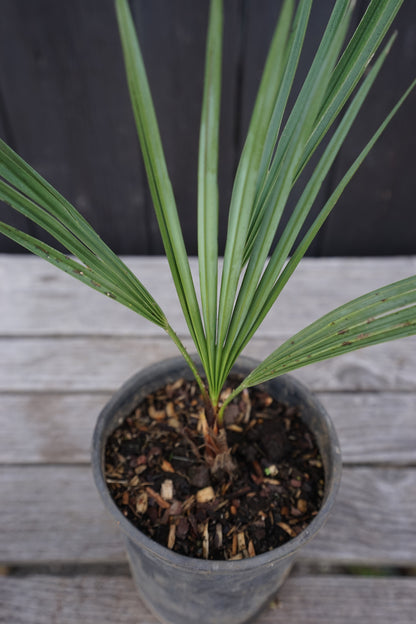 Chamaerops humilis var. cerifera - Blaue Zwergpalme