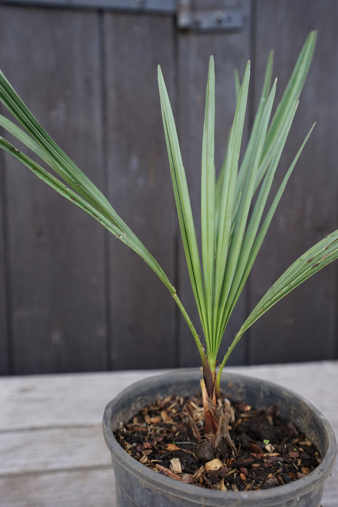 Chamaerops humilis var. cerifera - Blaue Zwergpalme