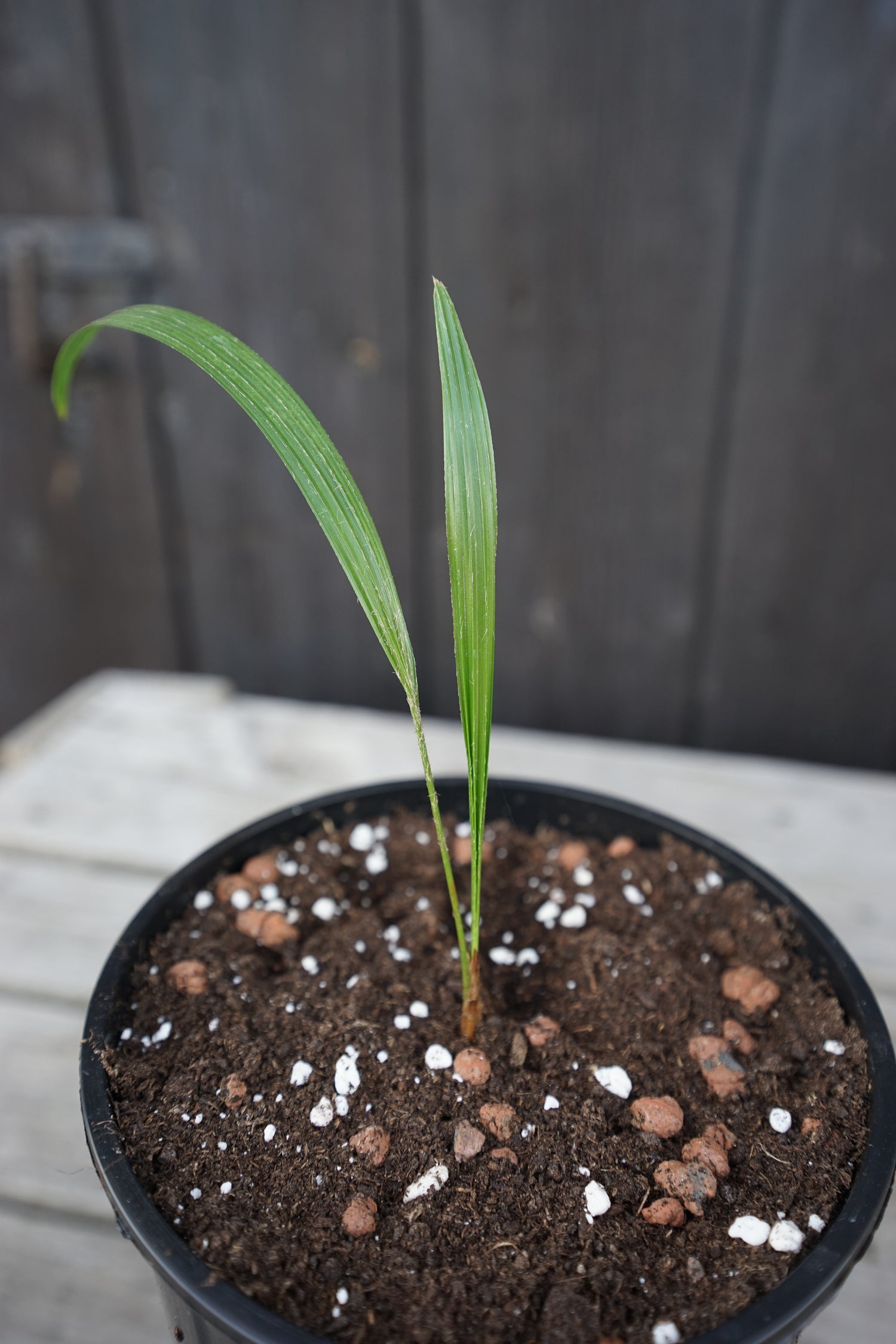 Trachycarpus martianus Jungpflanze Seitenansicht