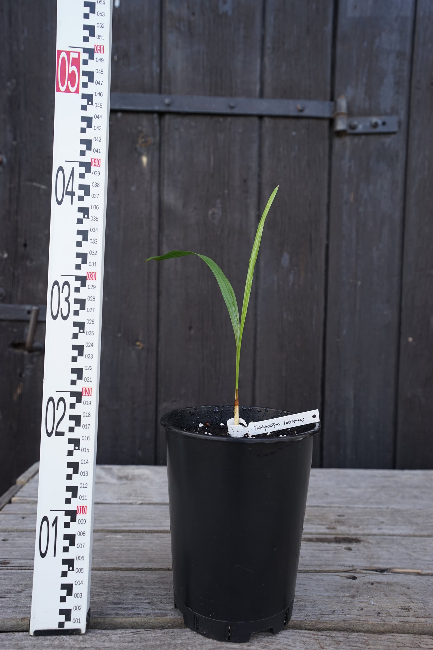 Trachycarpus latisectus Jungpflanze mit Größenmaßstab ca. 35cm