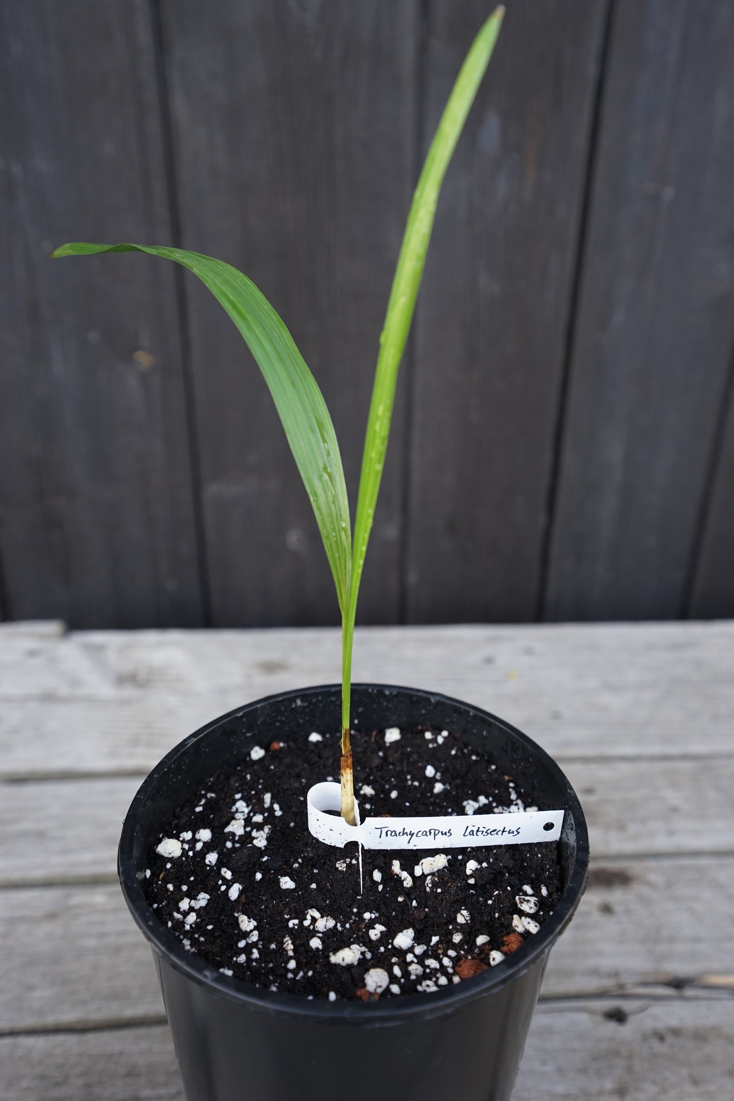 Trachycarpus latisectus Jungpflanze Nahaufnahme