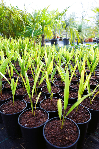 Trachycarpus fortunei - Chinesische Hanfpalme als Setzling aus Freilandzucht