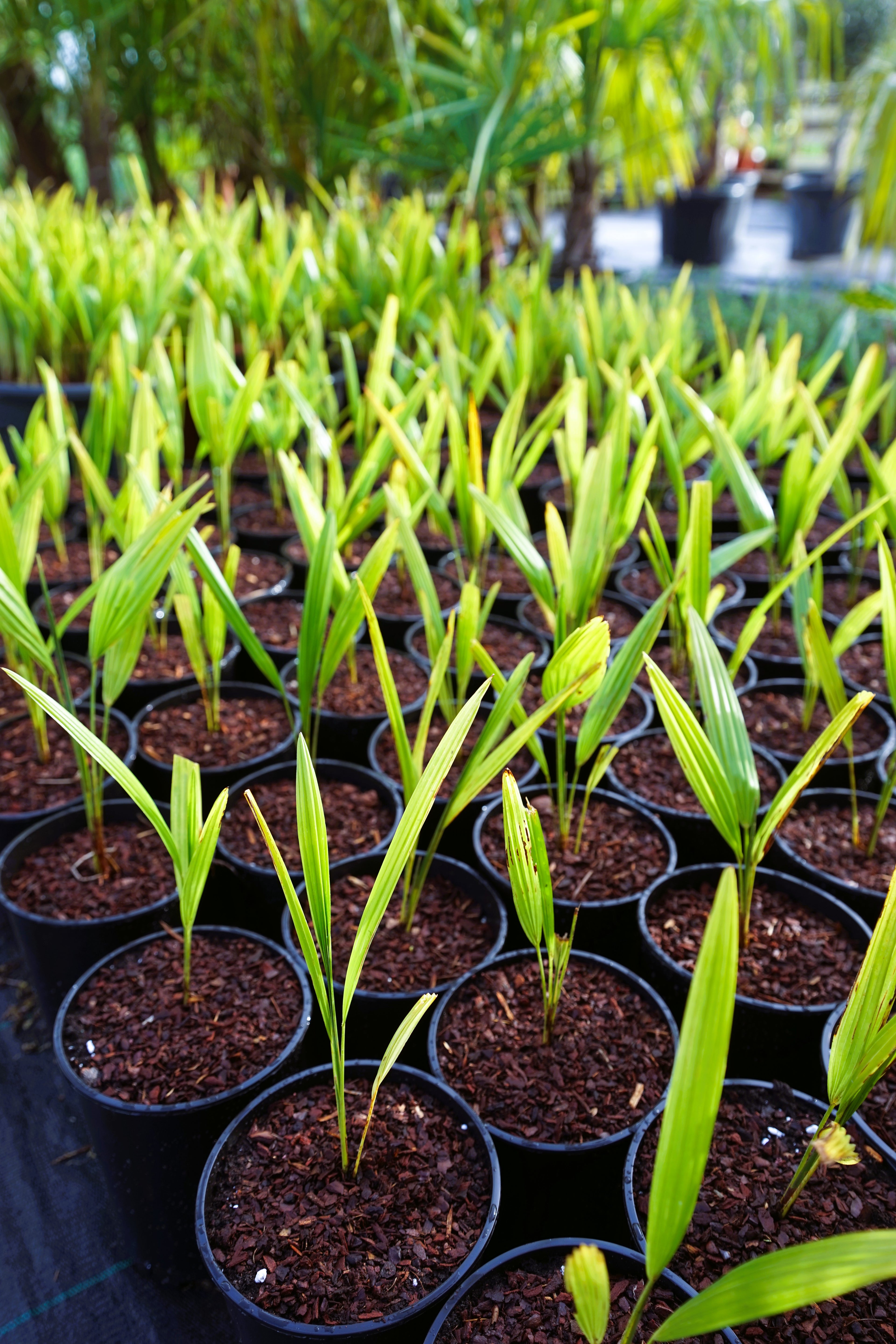 Trachycarpus fortunei - Chinesische Hanfpalme als Setzling aus Freilandzucht