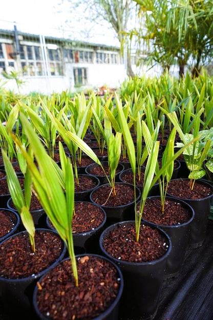 Trachycarpus fortunei - Chinesische Hanfpalme als Setzling aus Freilandzucht