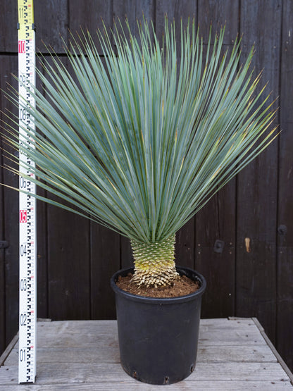 Yucca rostrata - Blaublättrige Palmlilie aus Freilandzucht