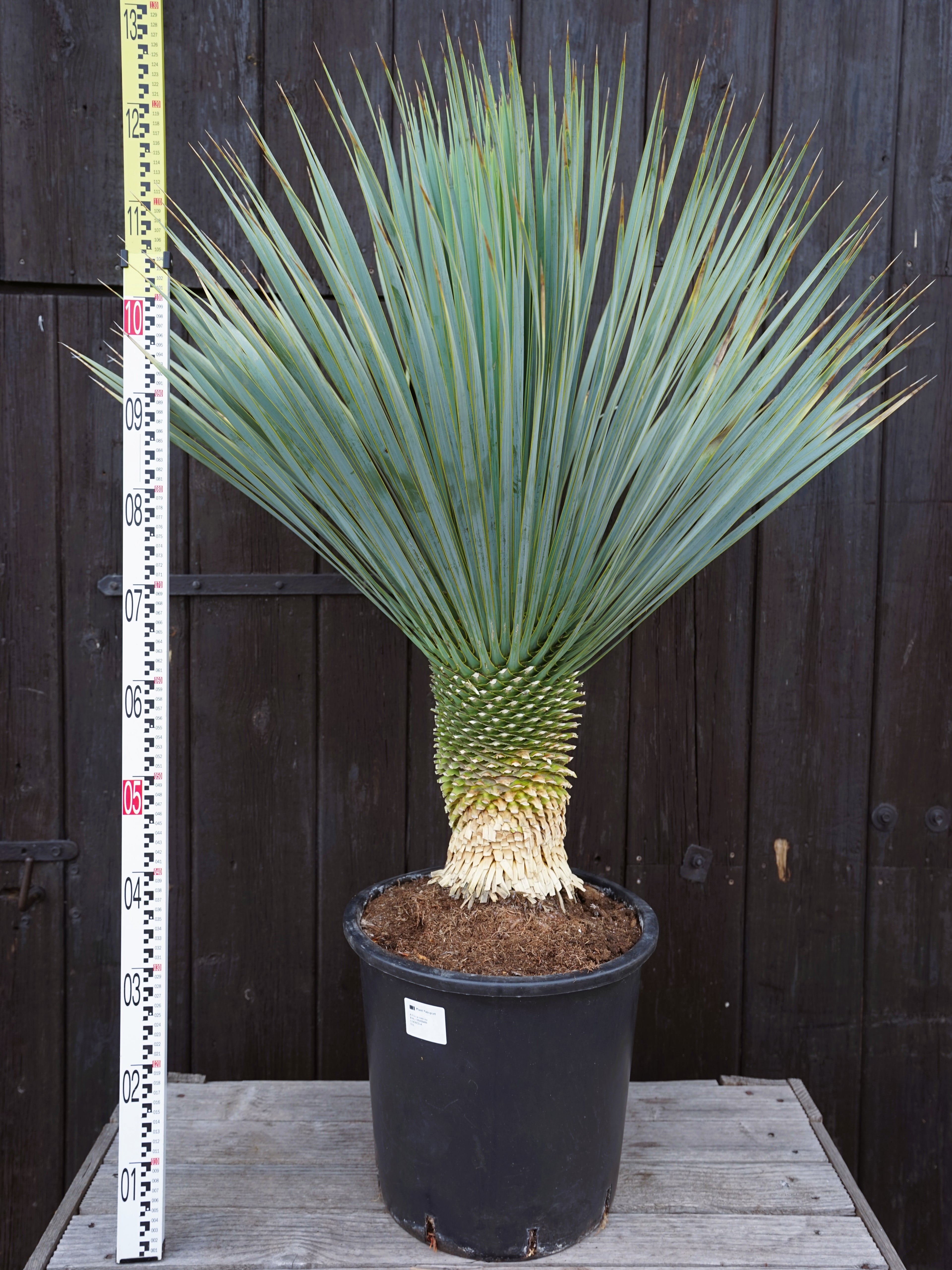 Yucca rostrata - Blaublättrige Palmlilie aus Freilandzucht