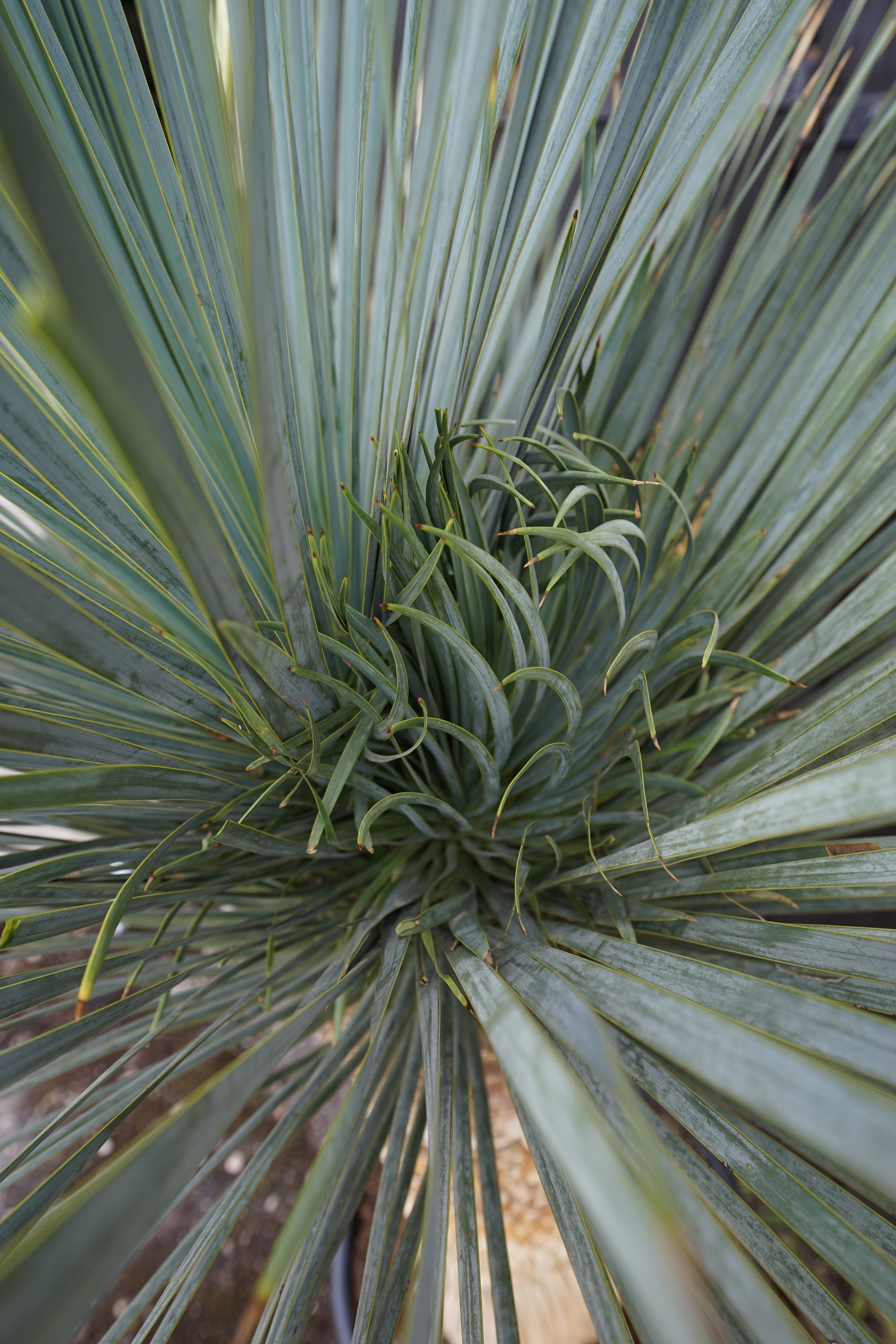 Yucca rostrata - Blaublättrige Palmlilie aus Freilandzucht
