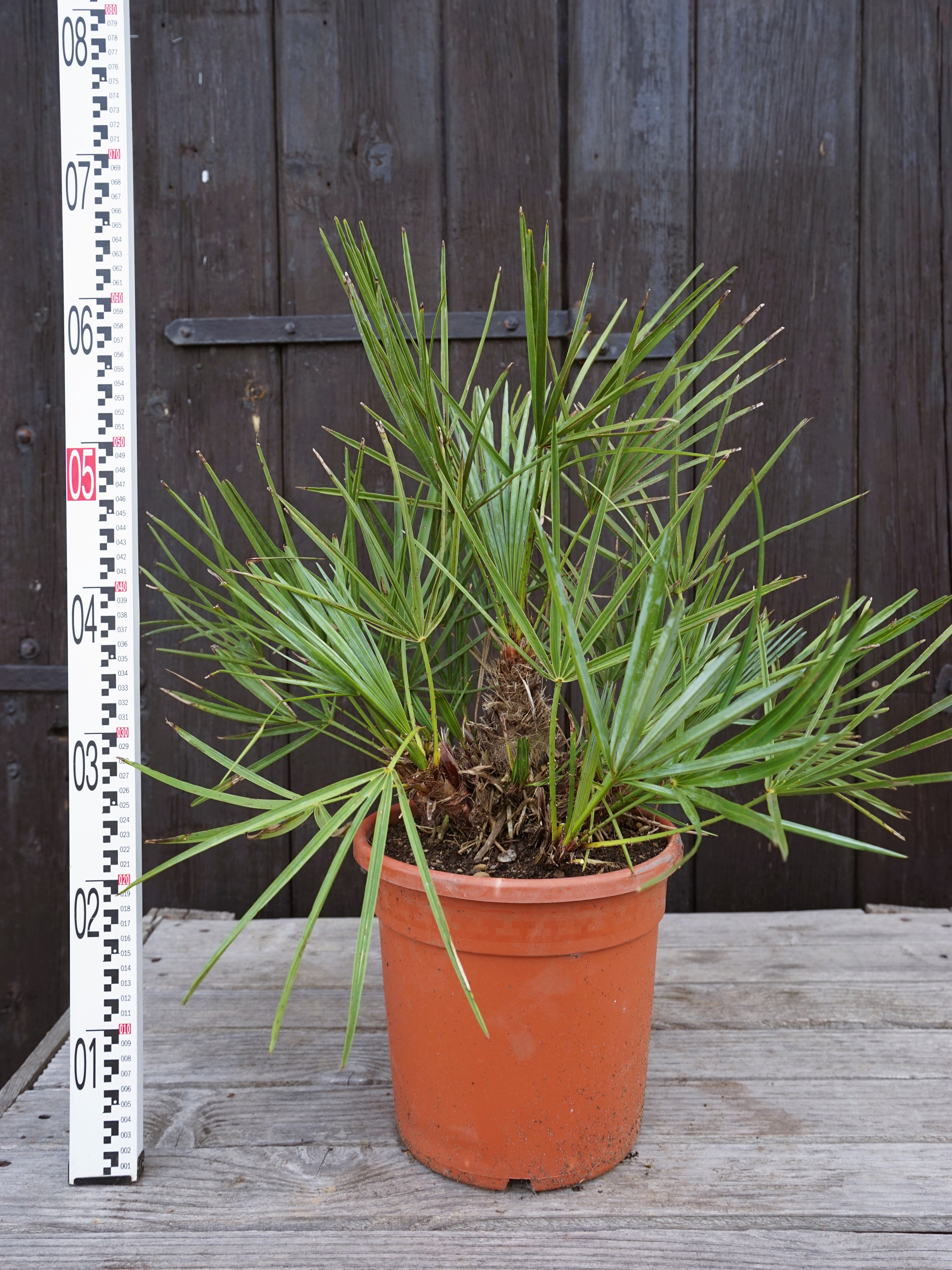 Chamaerops humilis var. cerifera - Blaue Zwergpalme