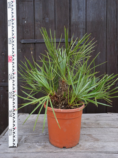 Chamaerops humilis var. cerifera - Blaue Zwergpalme