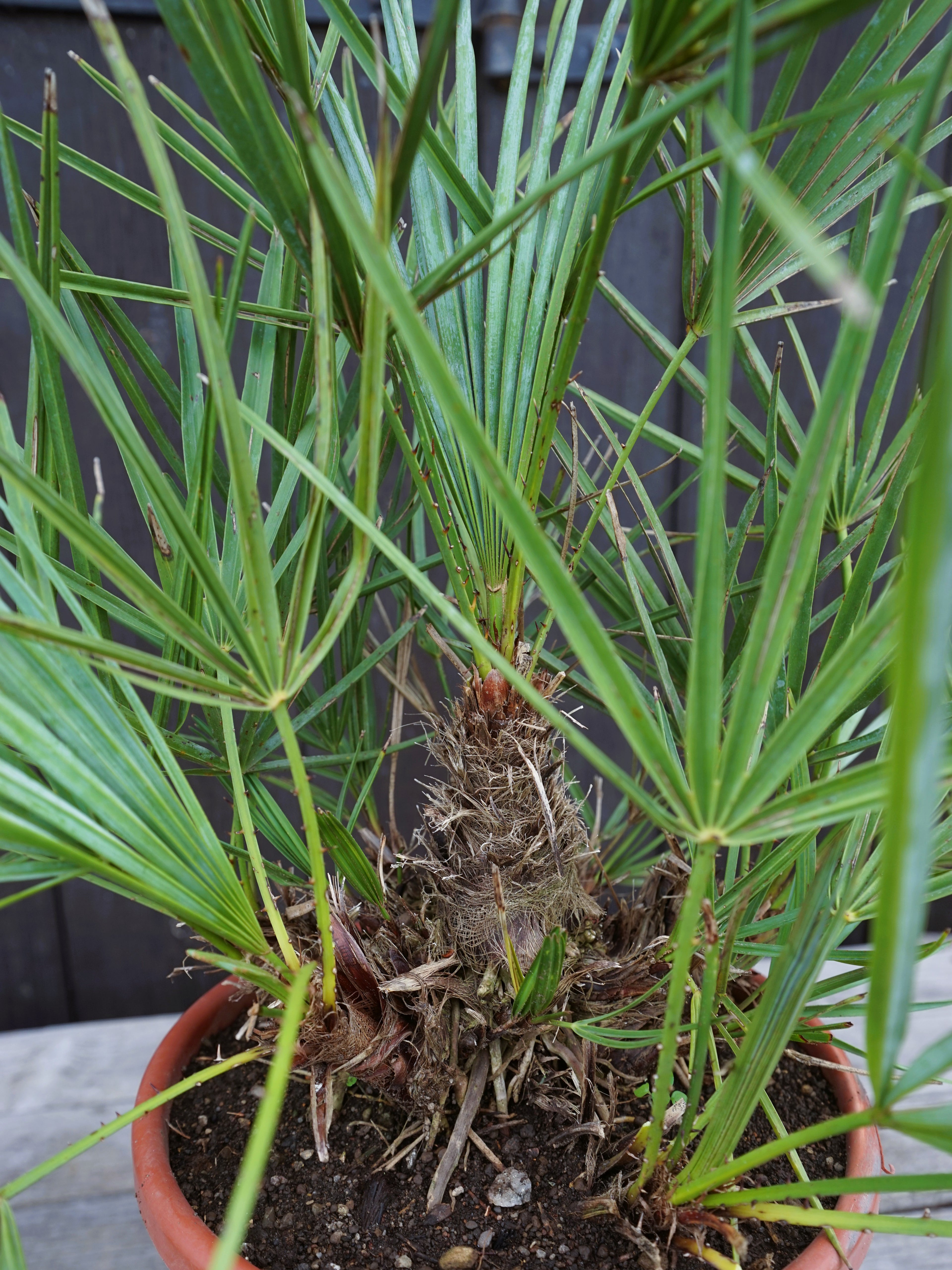 Chamaerops humilis var. cerifera - Blaue Zwergpalme