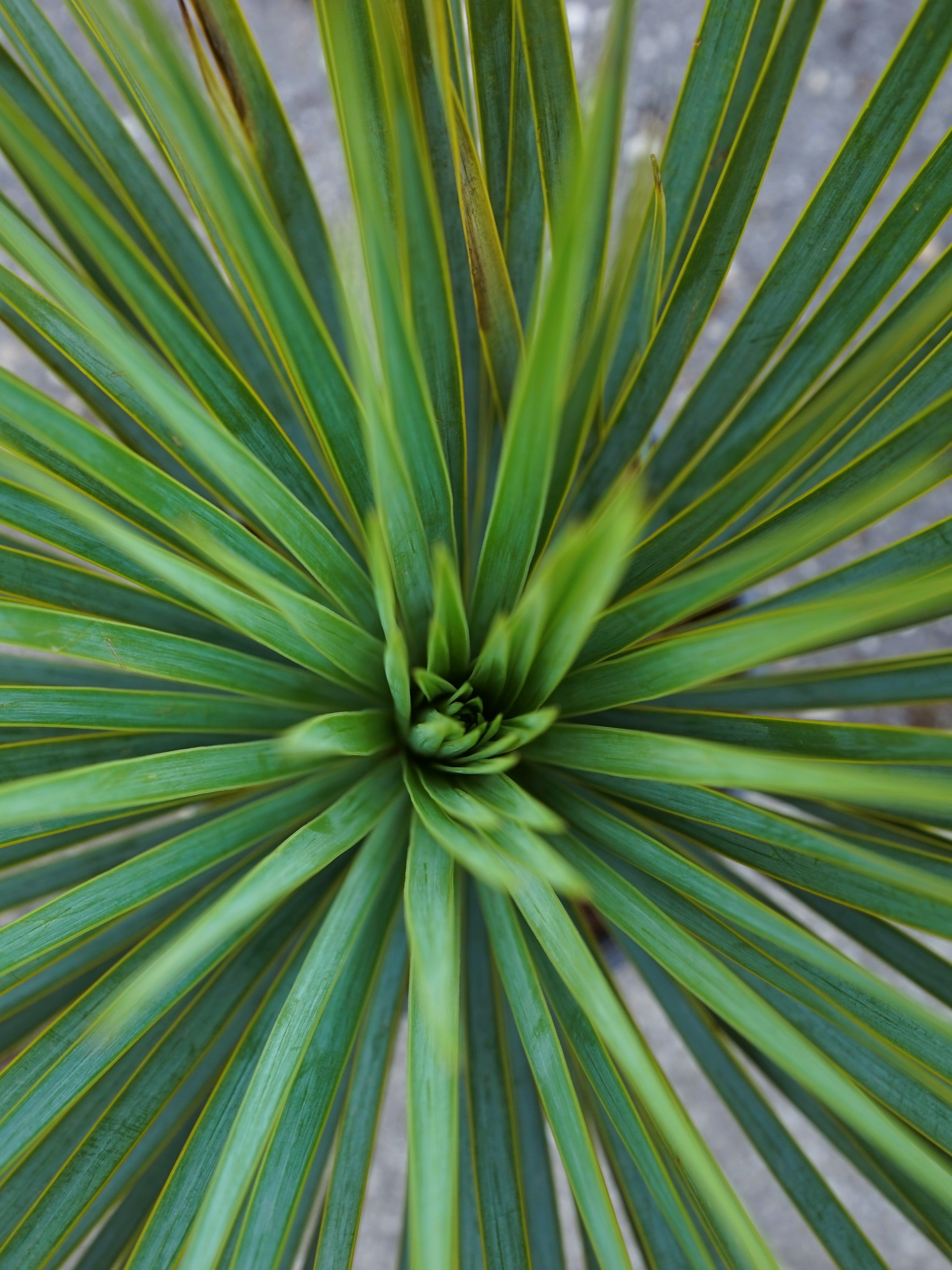 Yucca rostrata - Blaublättrige Palmlilie aus Freilandzucht