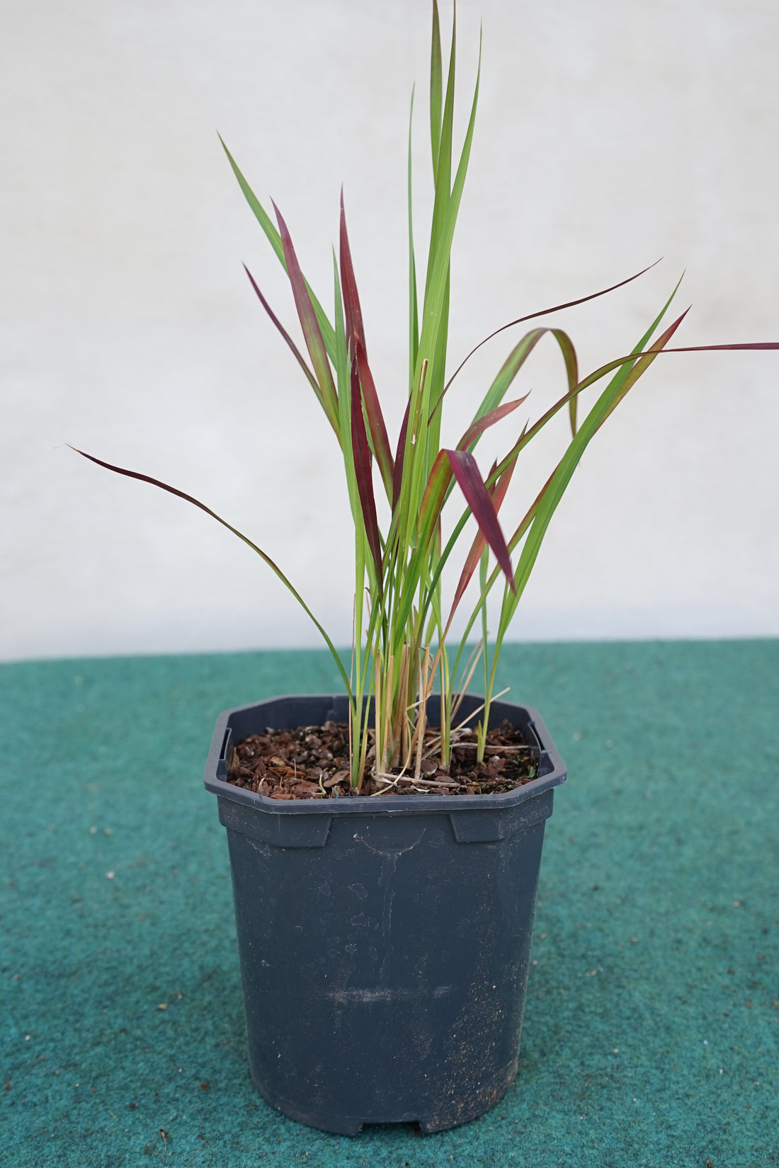 Imperata cylindrica &