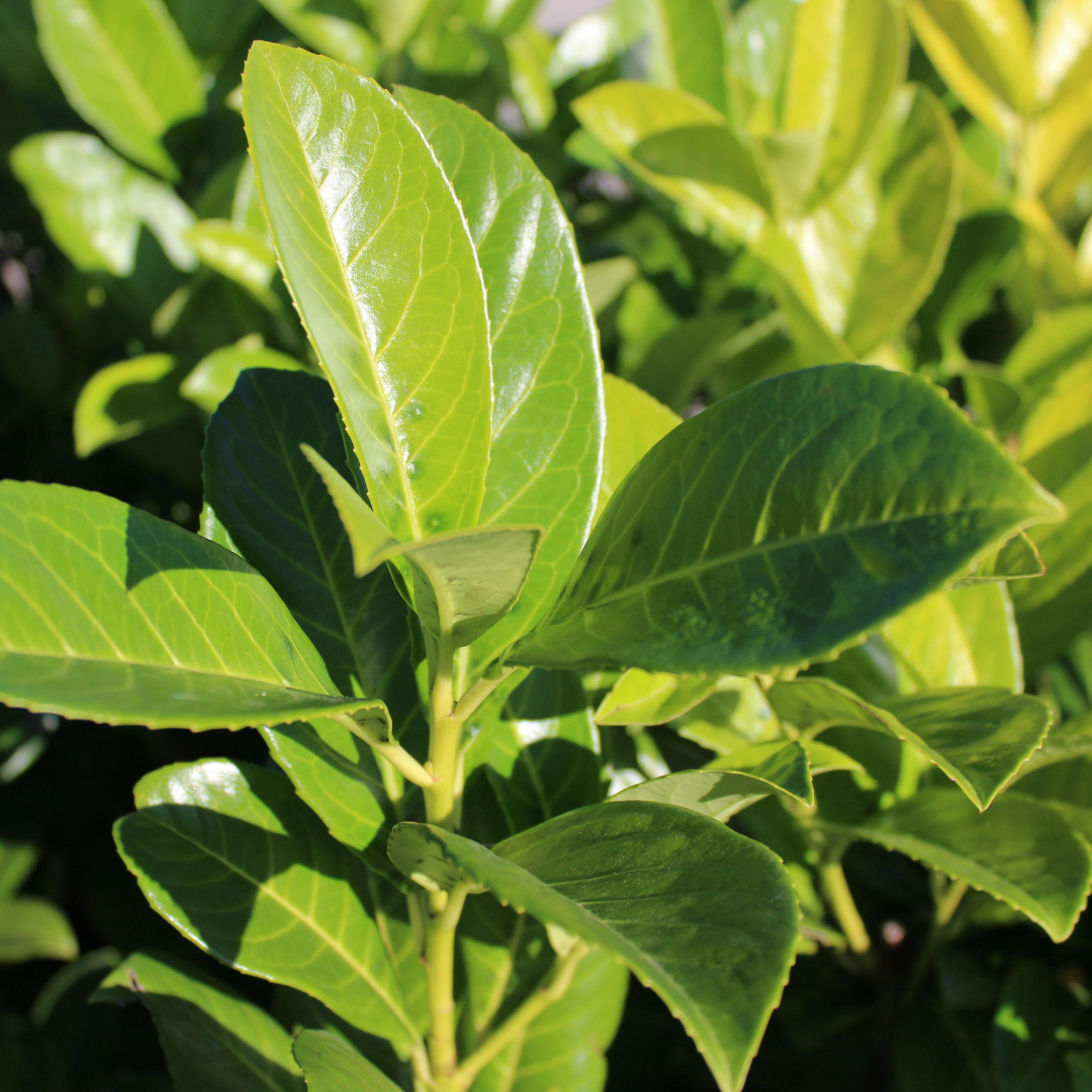 Prunus laurocerasus &