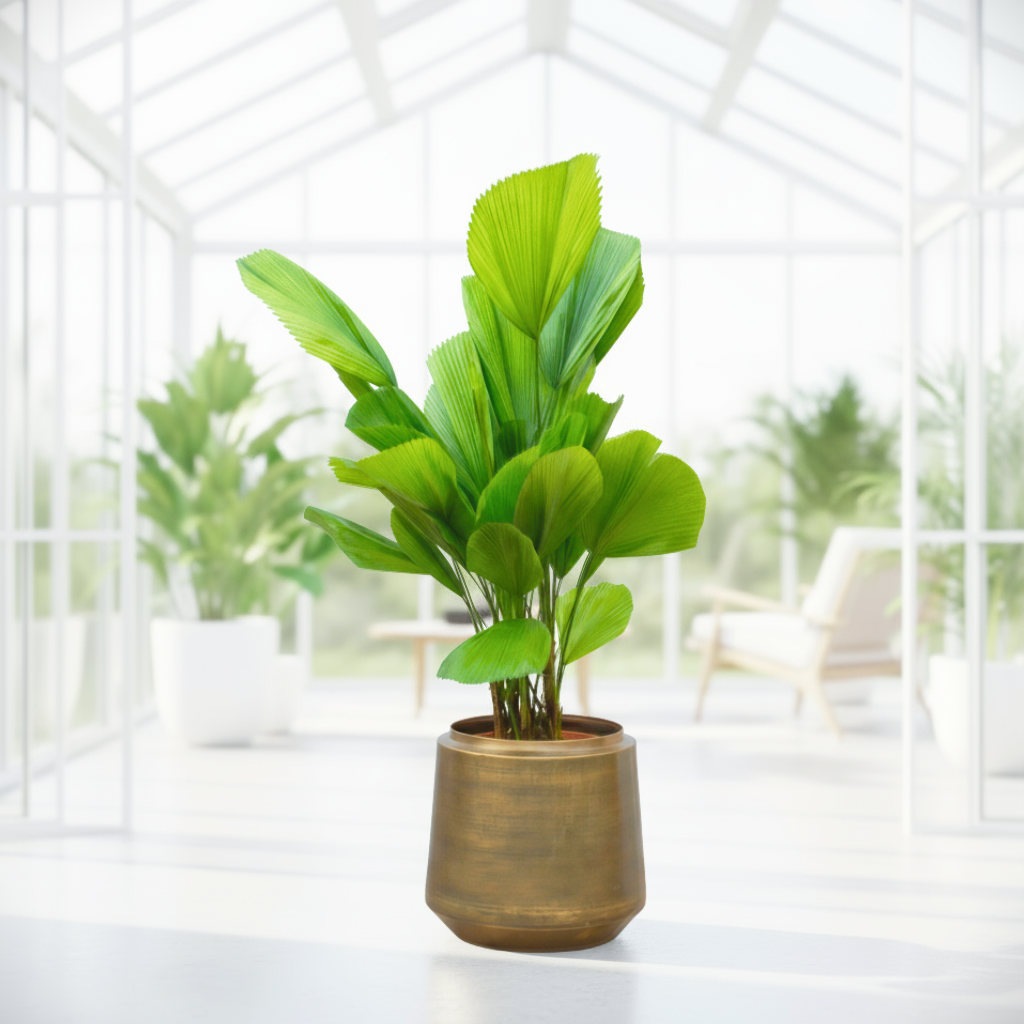 Licuala Grandis - Großblättrige Strahlenpalme