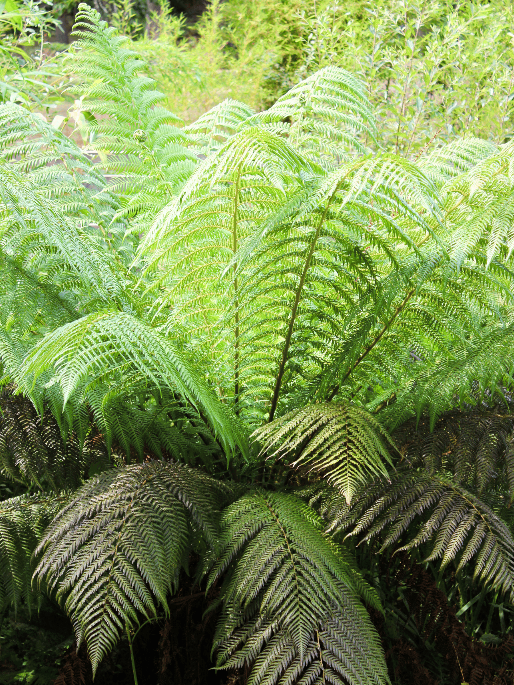 Dicksonia antarctica - Antarktischer Baumfarn aus Freilandzucht