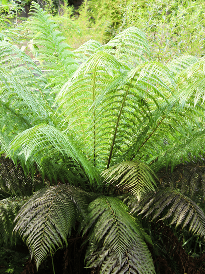 Dicksonia antarctica - Antarktischer Baumfarn aus Freilandzucht