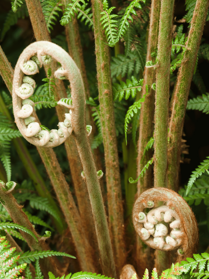 Dicksonia antarctica - Antarktischer Baumfarn aus Freilandzucht