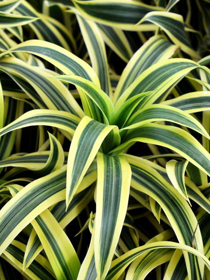 Dracaena deremensis - Drachenbaum