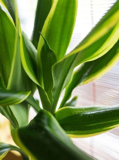 Dracaena fragrans - Duftender Drachenbaum