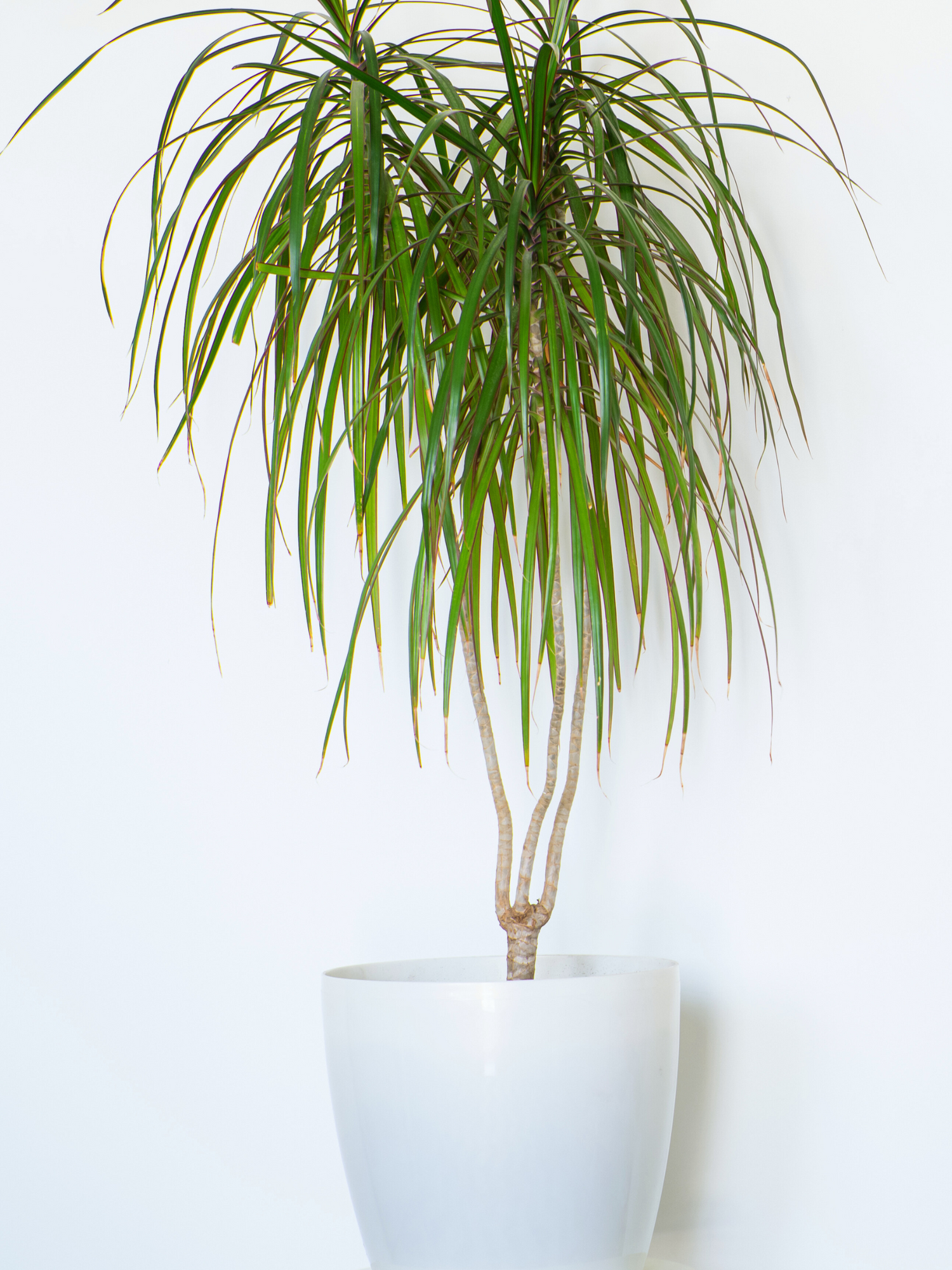 Dracaena marginata - Schmalblättriger, gerandeter Drachenbaum