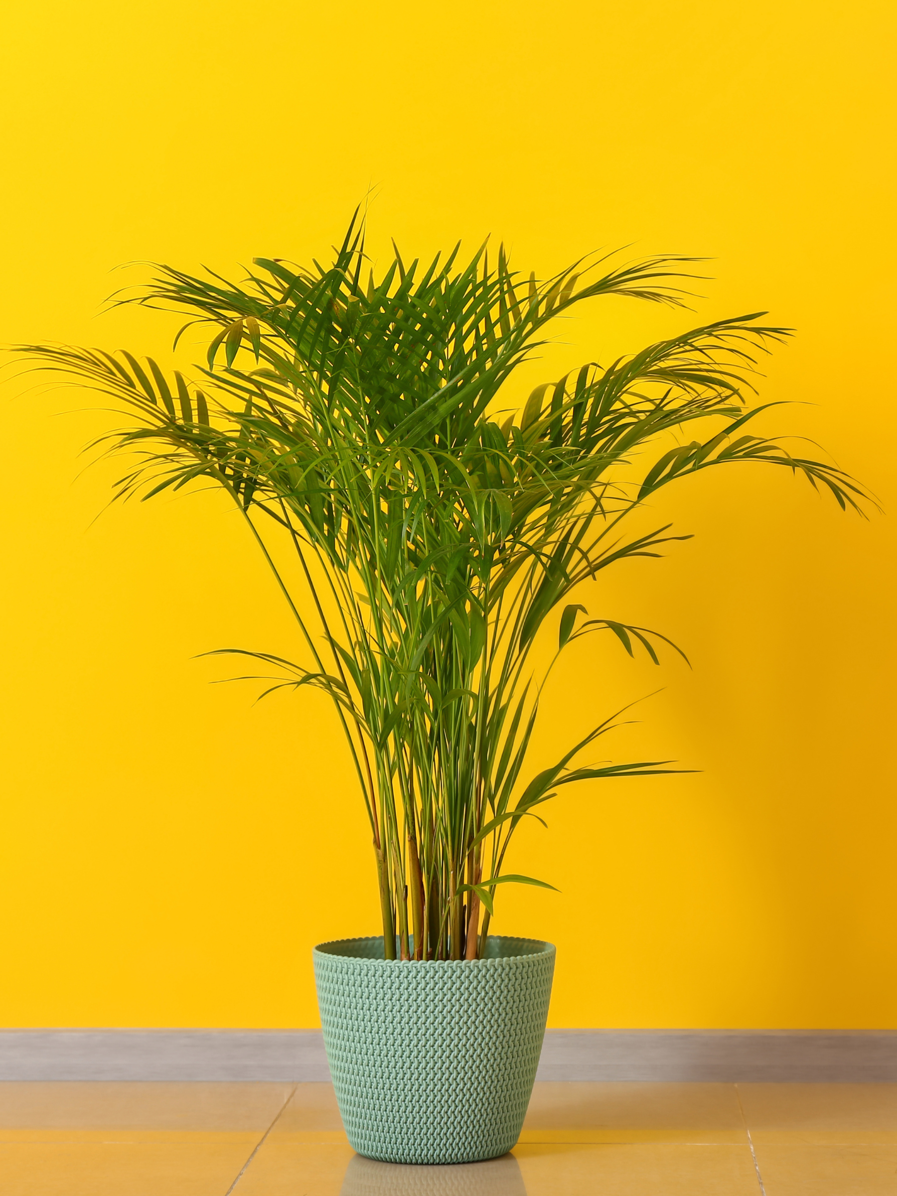 Dypsis lutescens - Areca-, Goldfruchtpalme