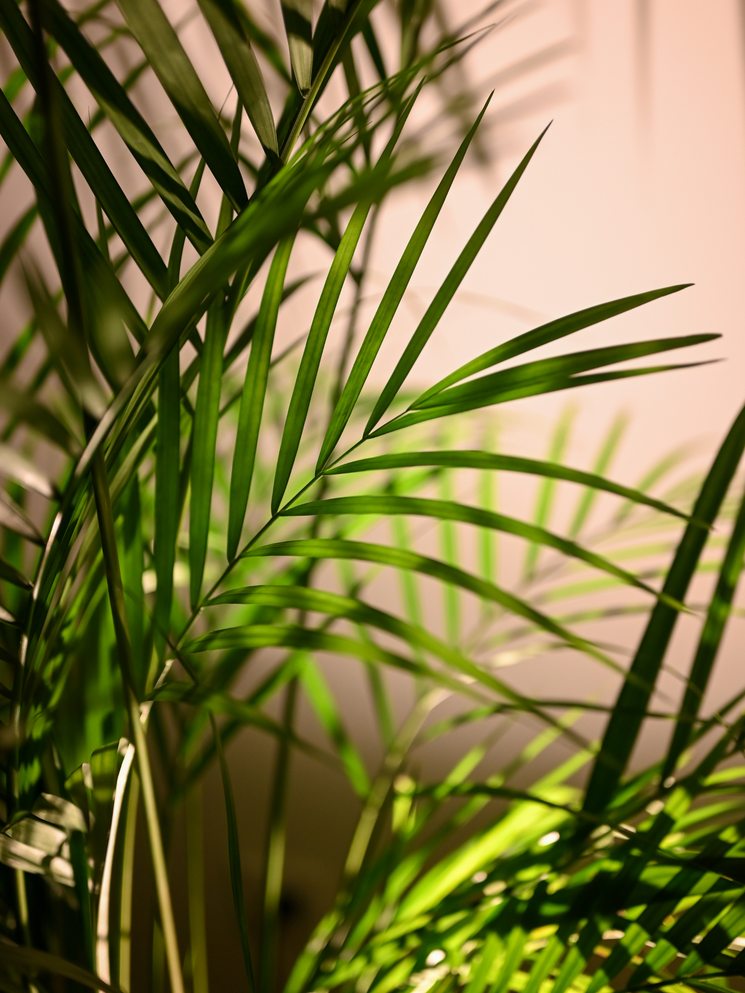 Dypsis lutescens - Areca-, Goldfruchtpalme