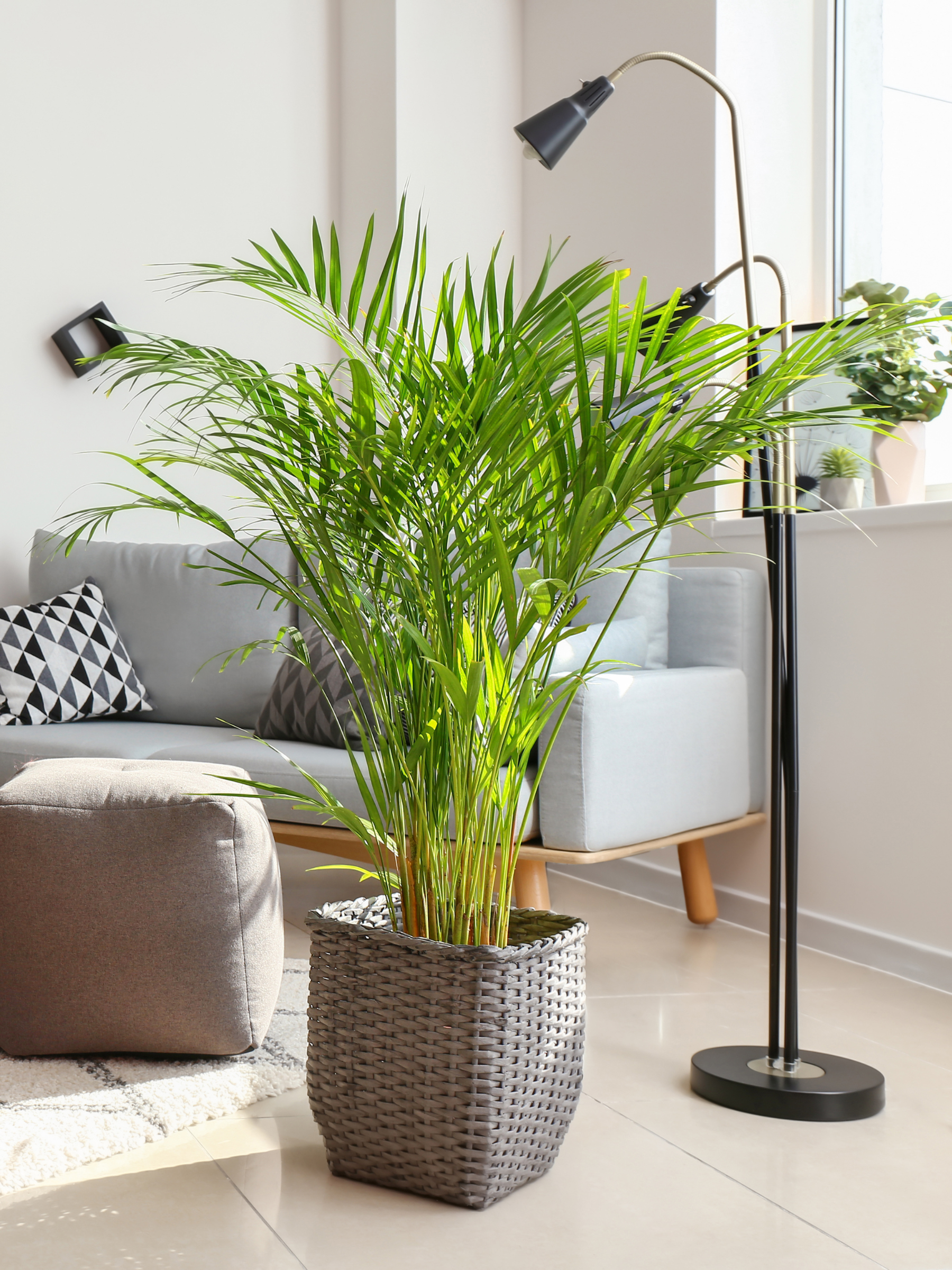 Dypsis lutescens - Areca-, Goldfruchtpalme