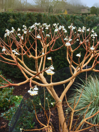 Edgeworthia chrysantha &