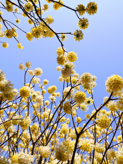 Edgeworthia chrysantha &