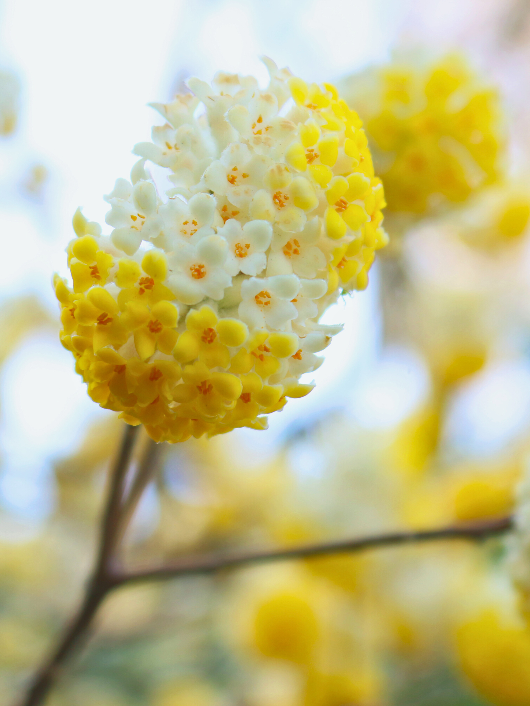 Edgeworthia chrysantha &