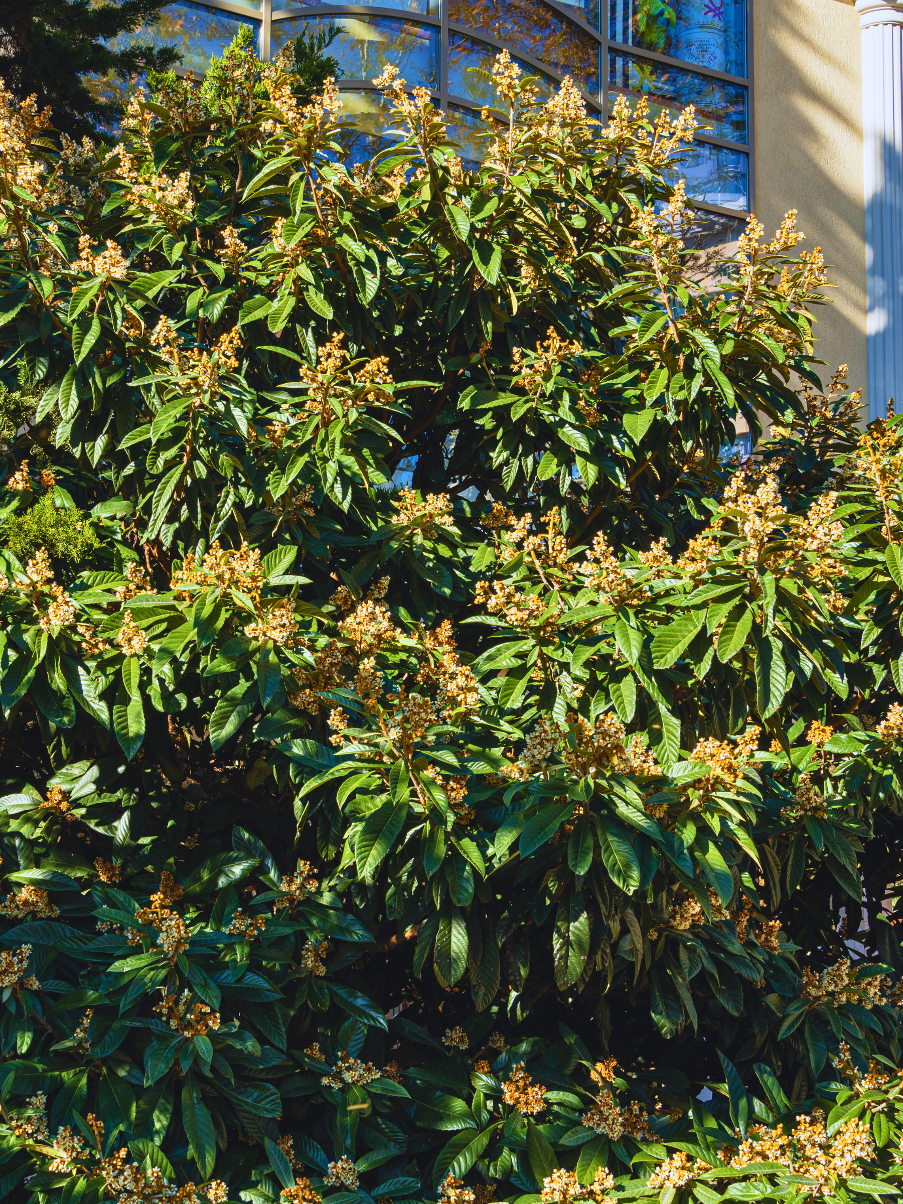 Eriobotrya japonica - Japanische Wollmispel