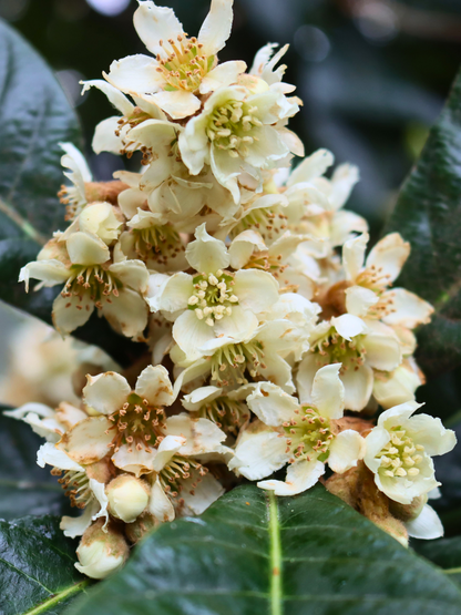Eriobotrya japonica - Japanische Wollmispel