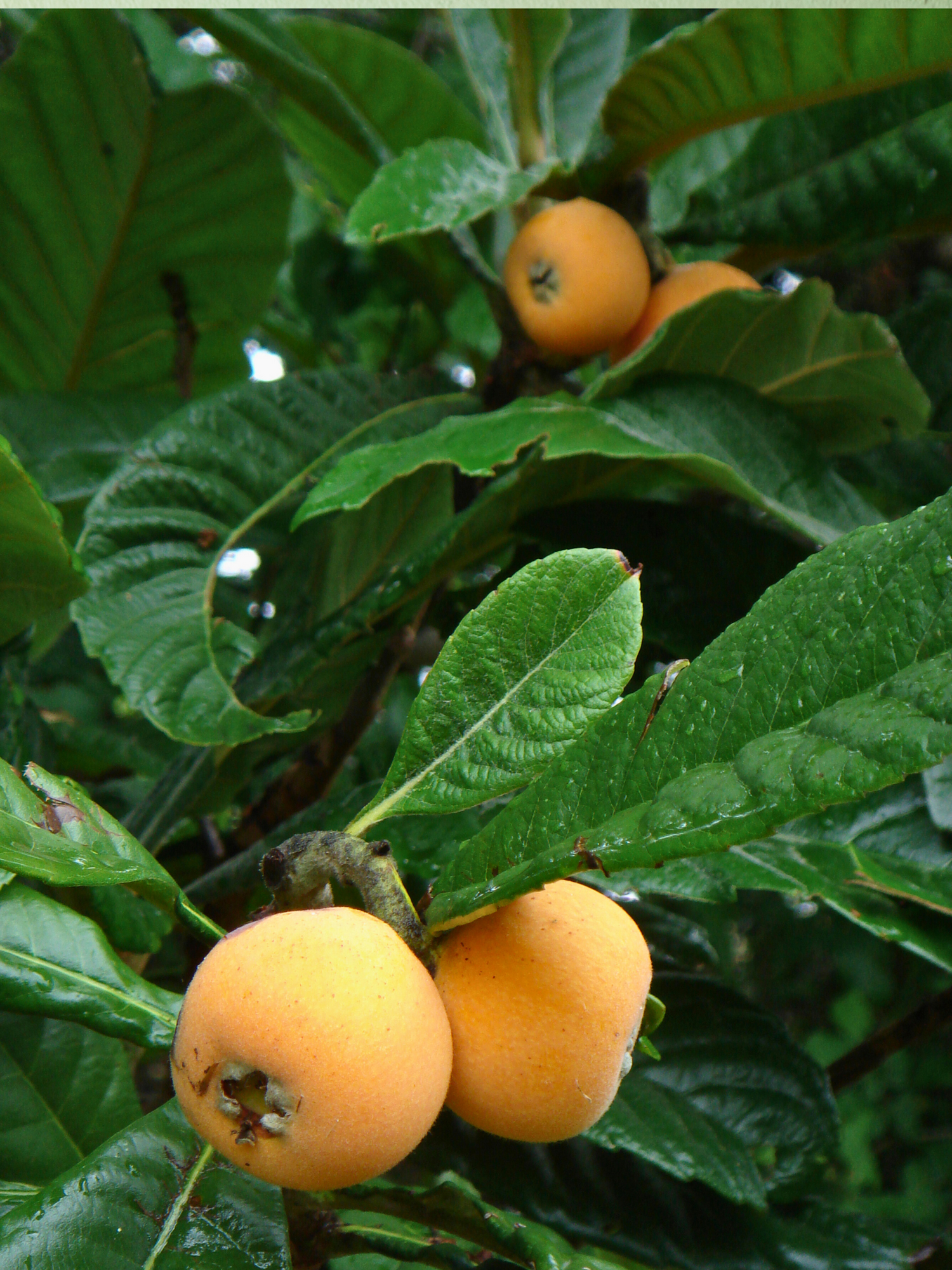 Eriobotrya japonica - Japanische Wollmispel