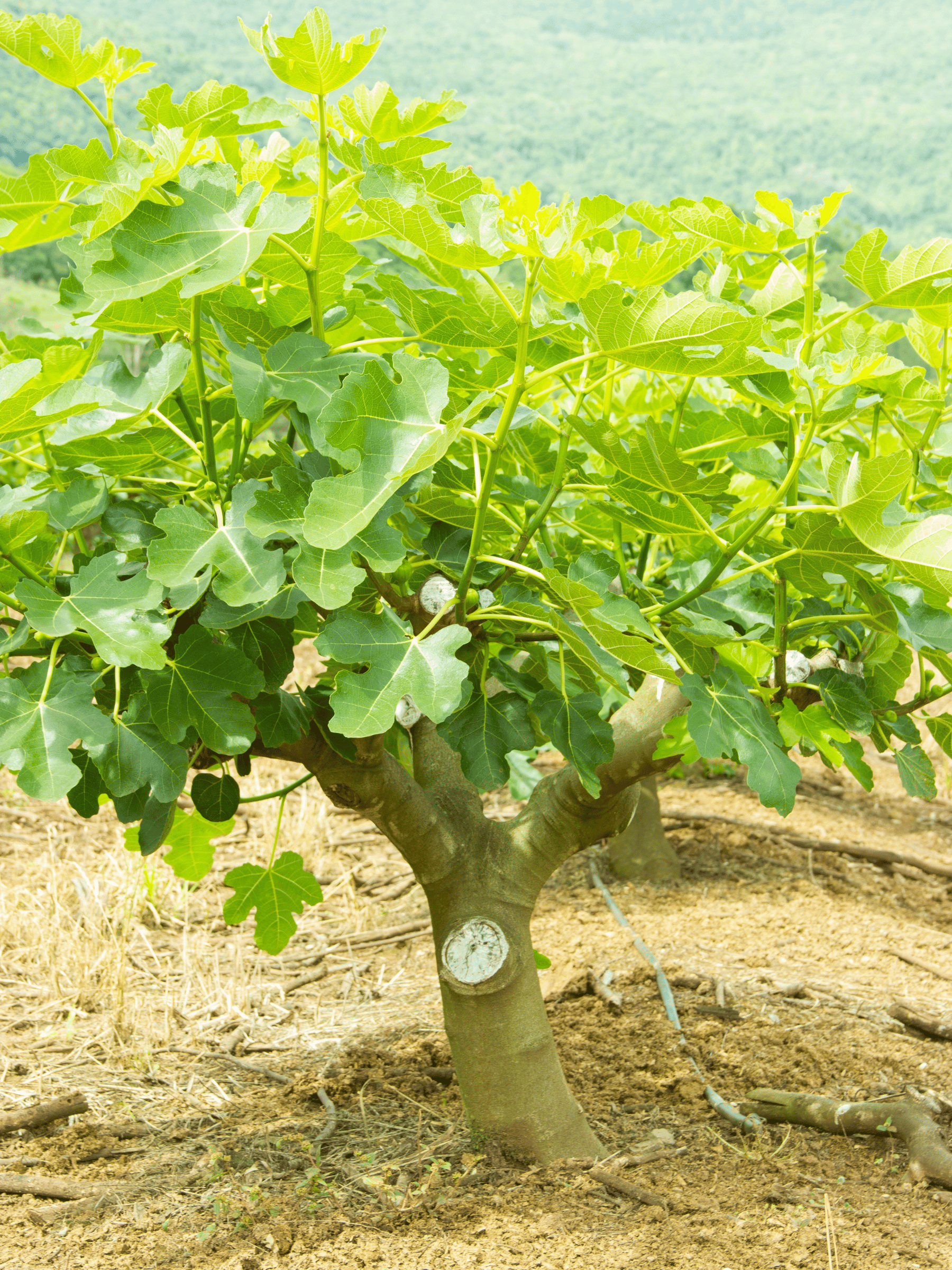 Ficus carica - Echte Feige