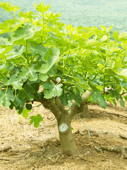 Ficus carica - Echte Feige