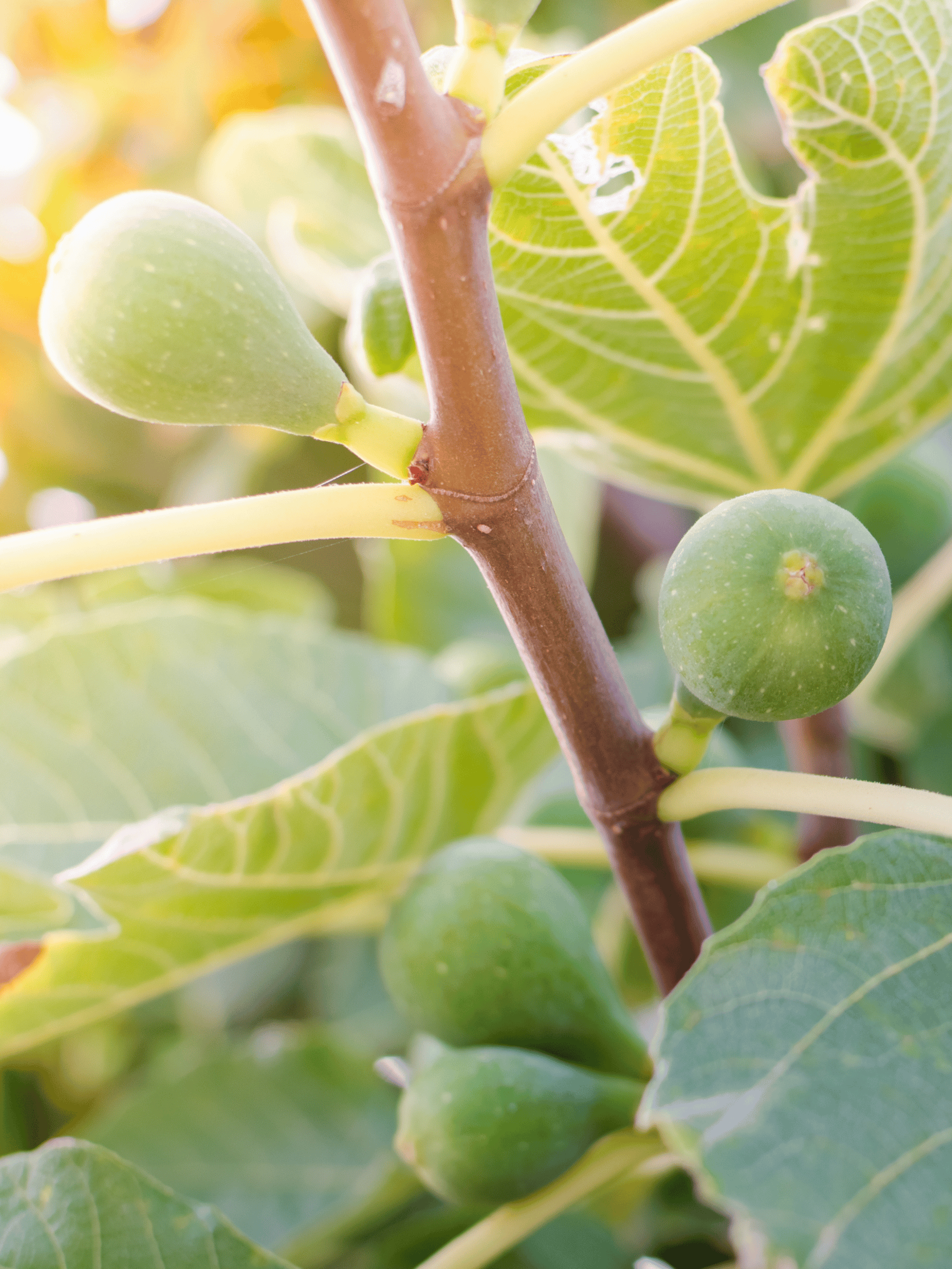 Ficus carica - Echte Feige