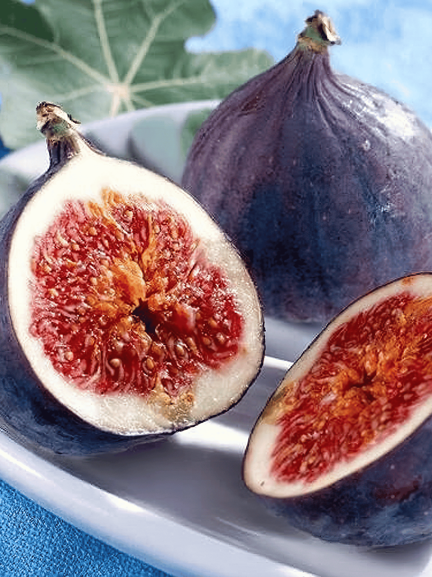 Ficus carica - Echte Feige