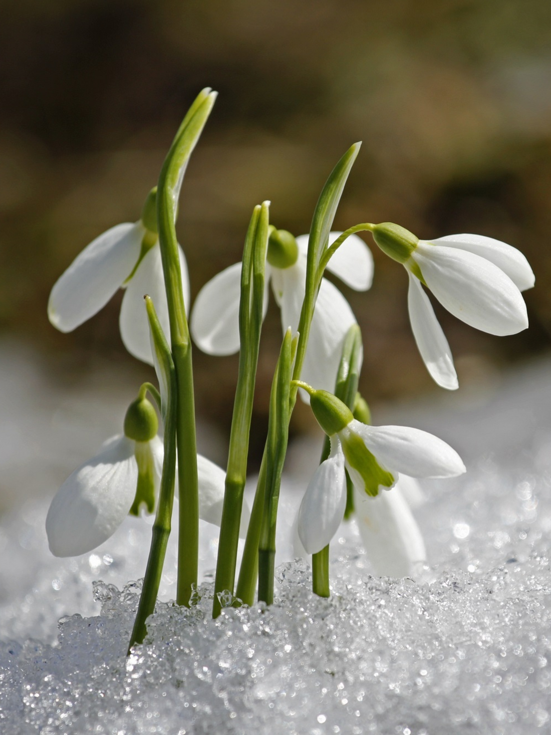 Galanthus nivalis - Kleines Schneeglöckchen