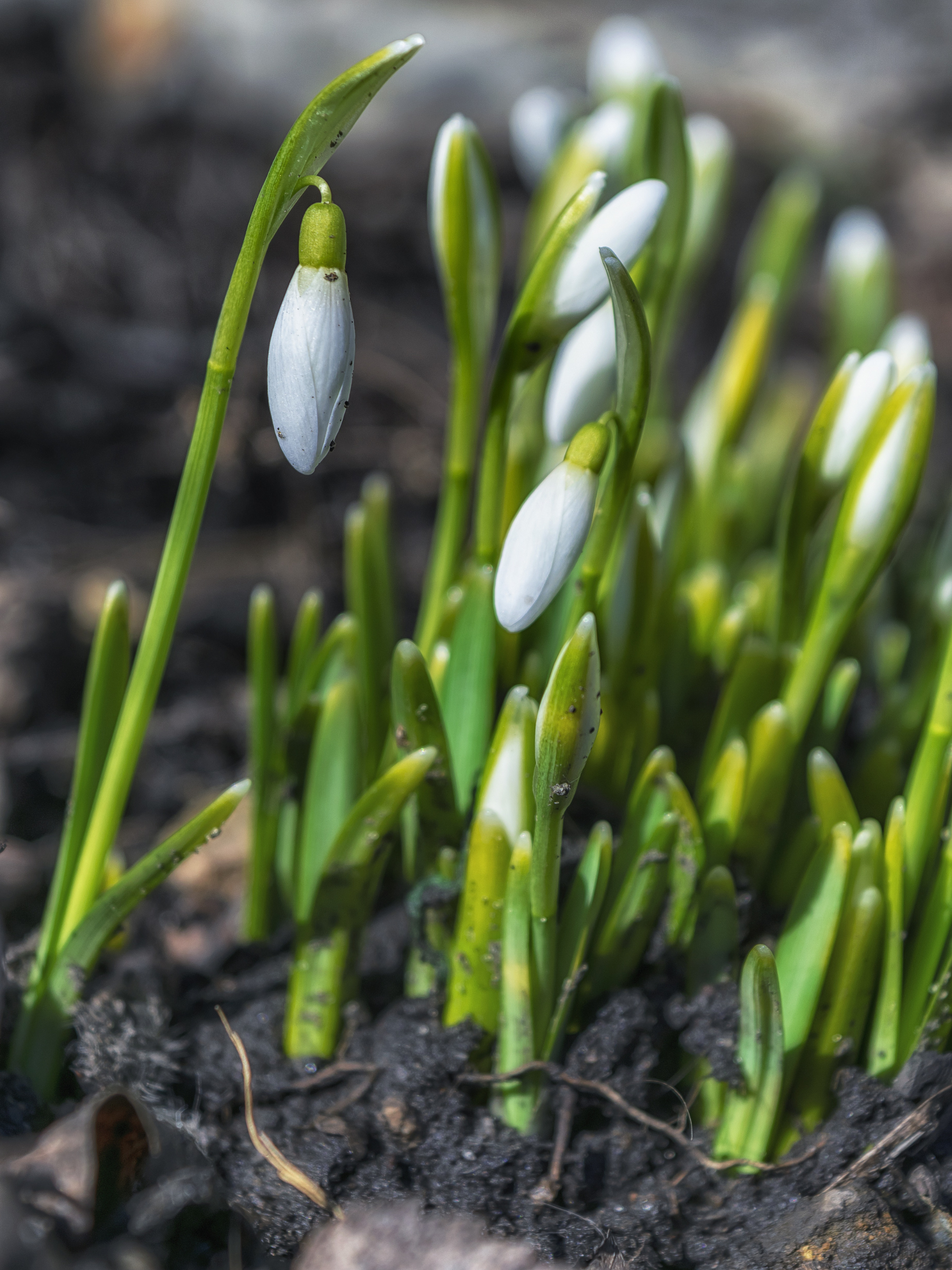 Galanthus nivalis - Schneeglöckchenzwiebeln