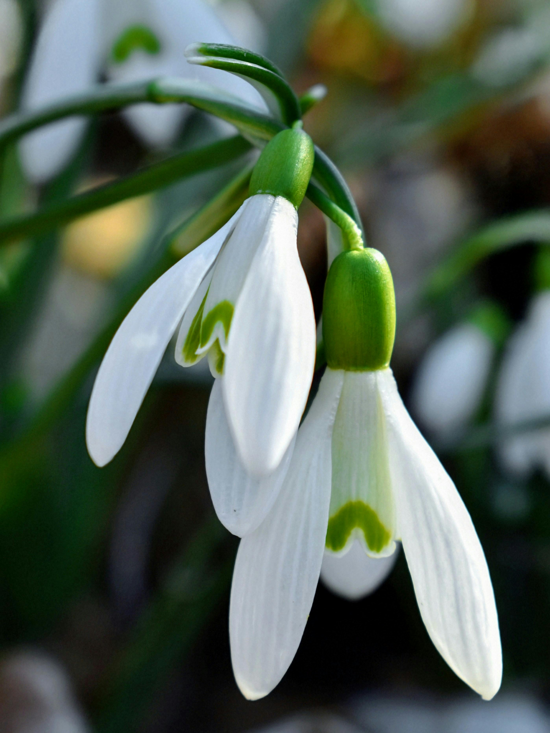 Galanthus nivalis - Kleines Schneeglöckchen