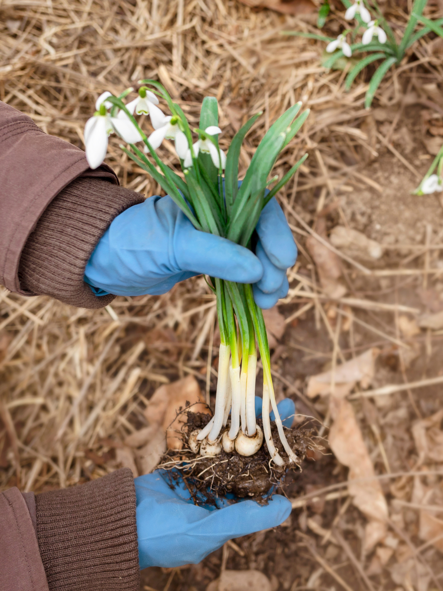 Galanthus nivalis - Schneeglöckchenzwiebeln