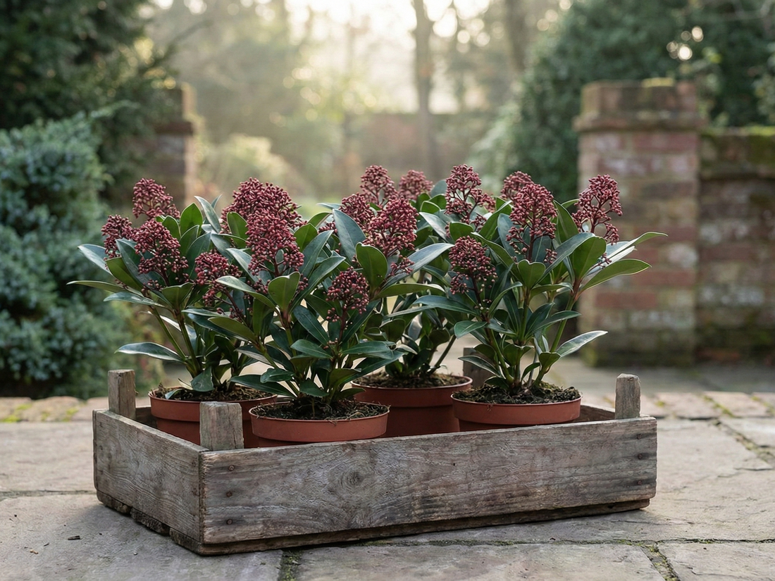 Skimmia japonica - Japanische Blütenskimmie