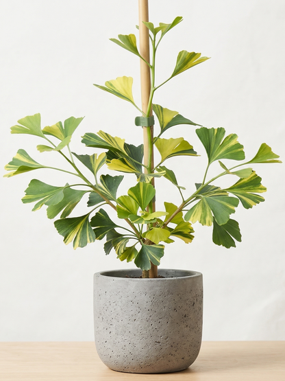 Ginkgo biloba &
