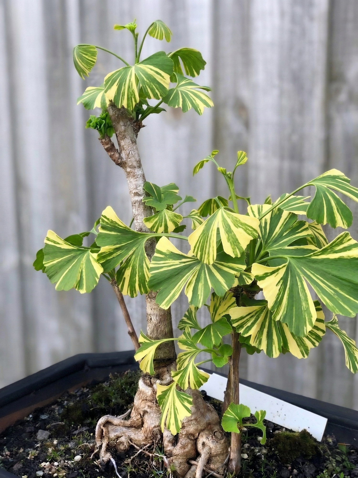 Ginkgo biloba &
