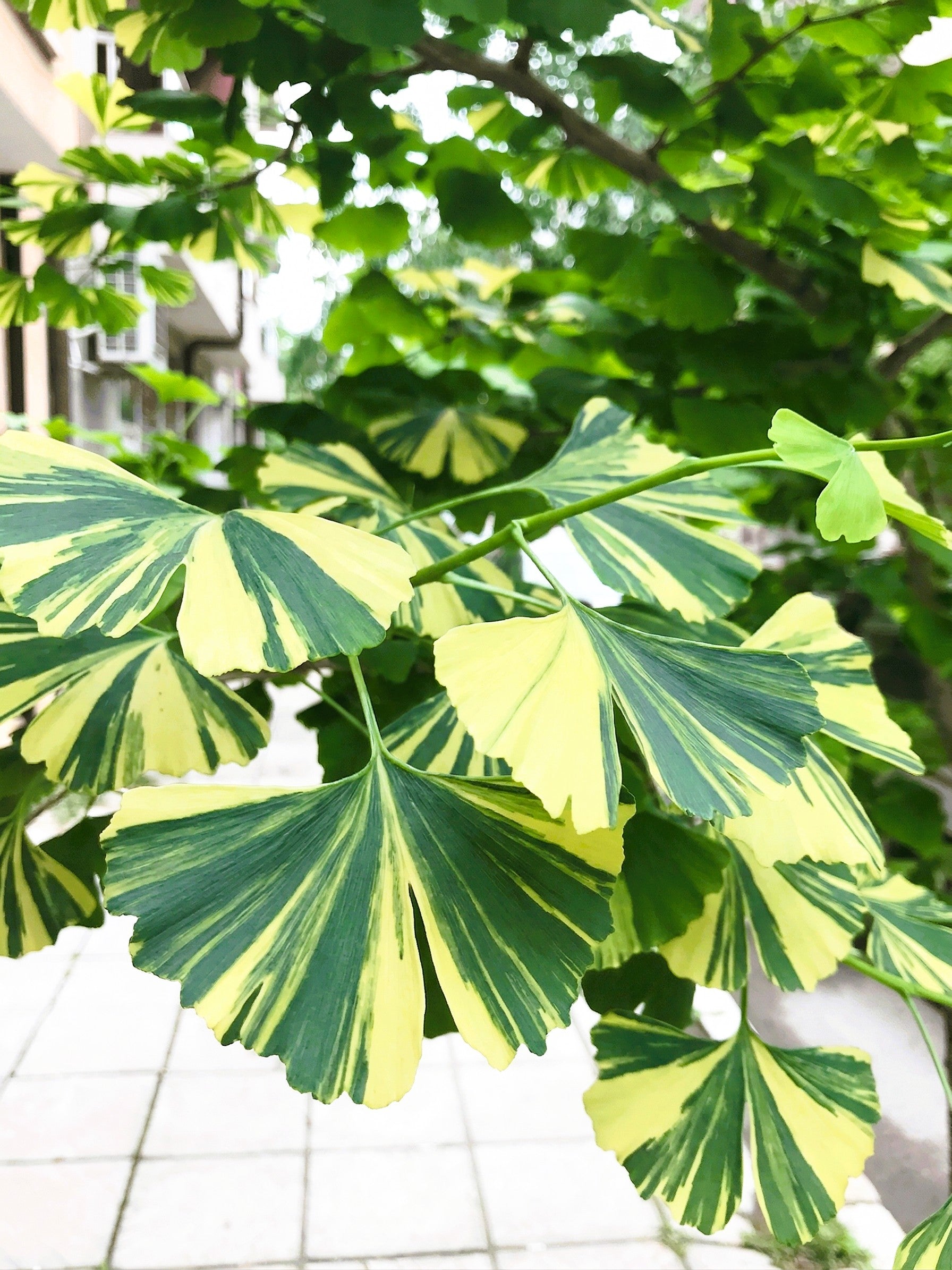 Ginkgo biloba &