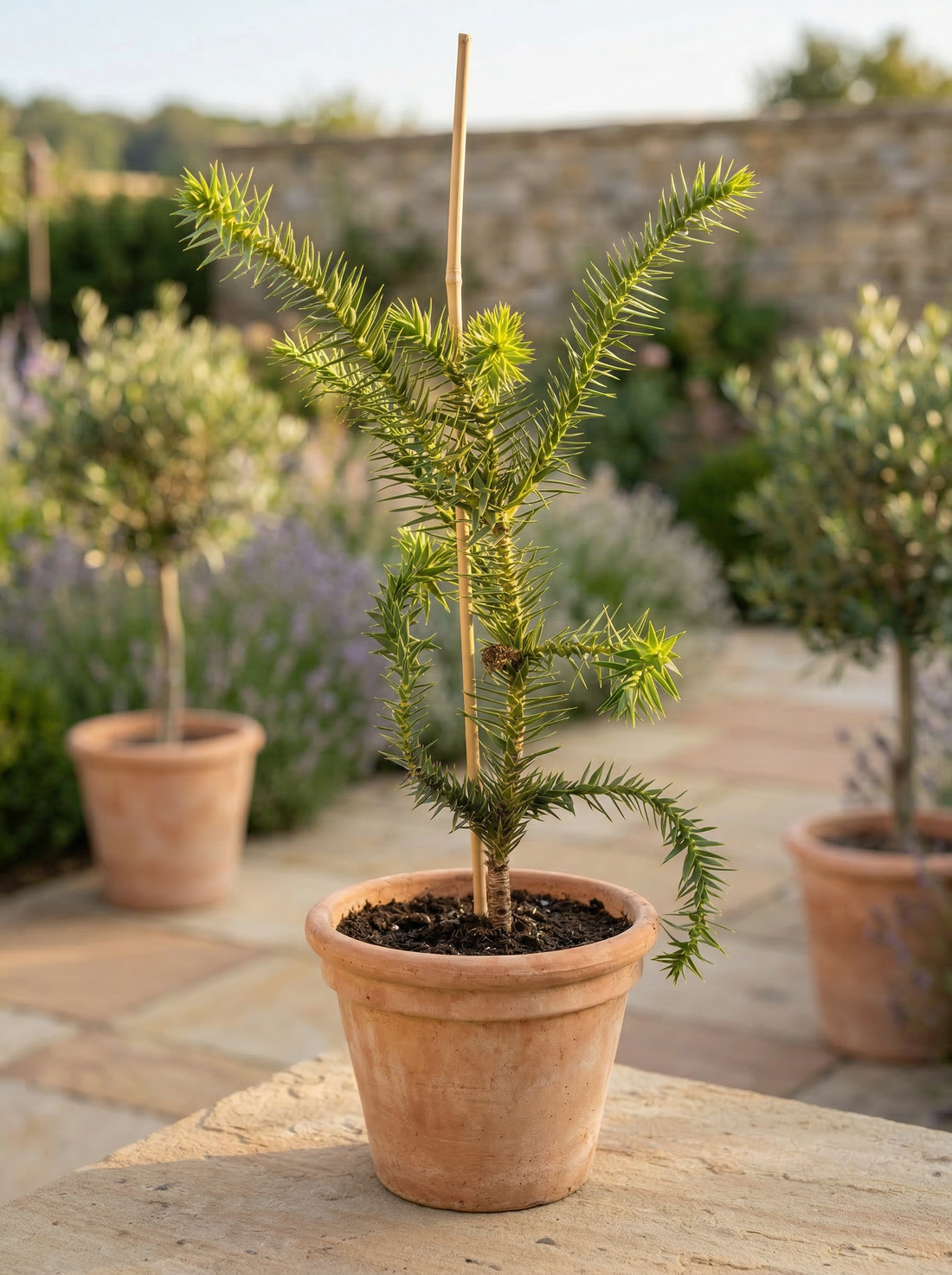 Araucaria araucana - Chilenische Araukarie