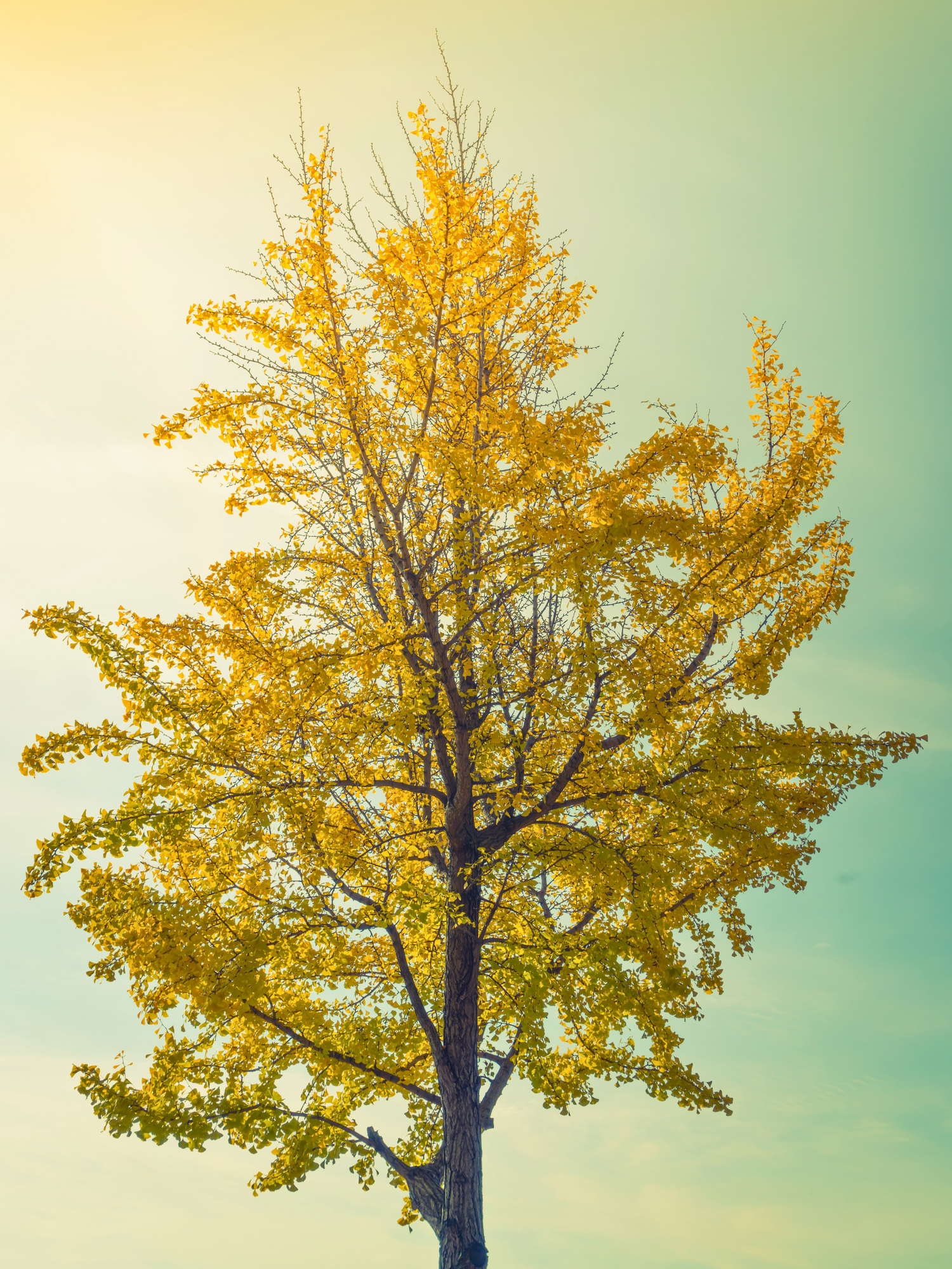 Ginkgo biloba - Ginkgo, Fächerblattbaum