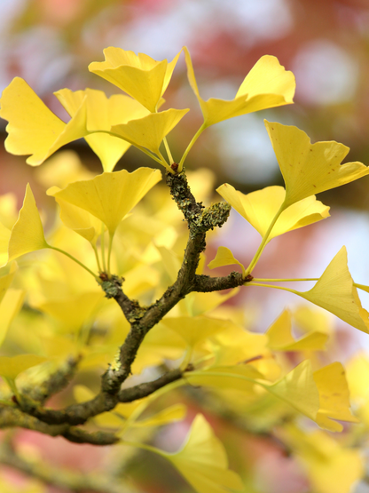 Ginkgo biloba - Ginkgo, Fächerblattbaum