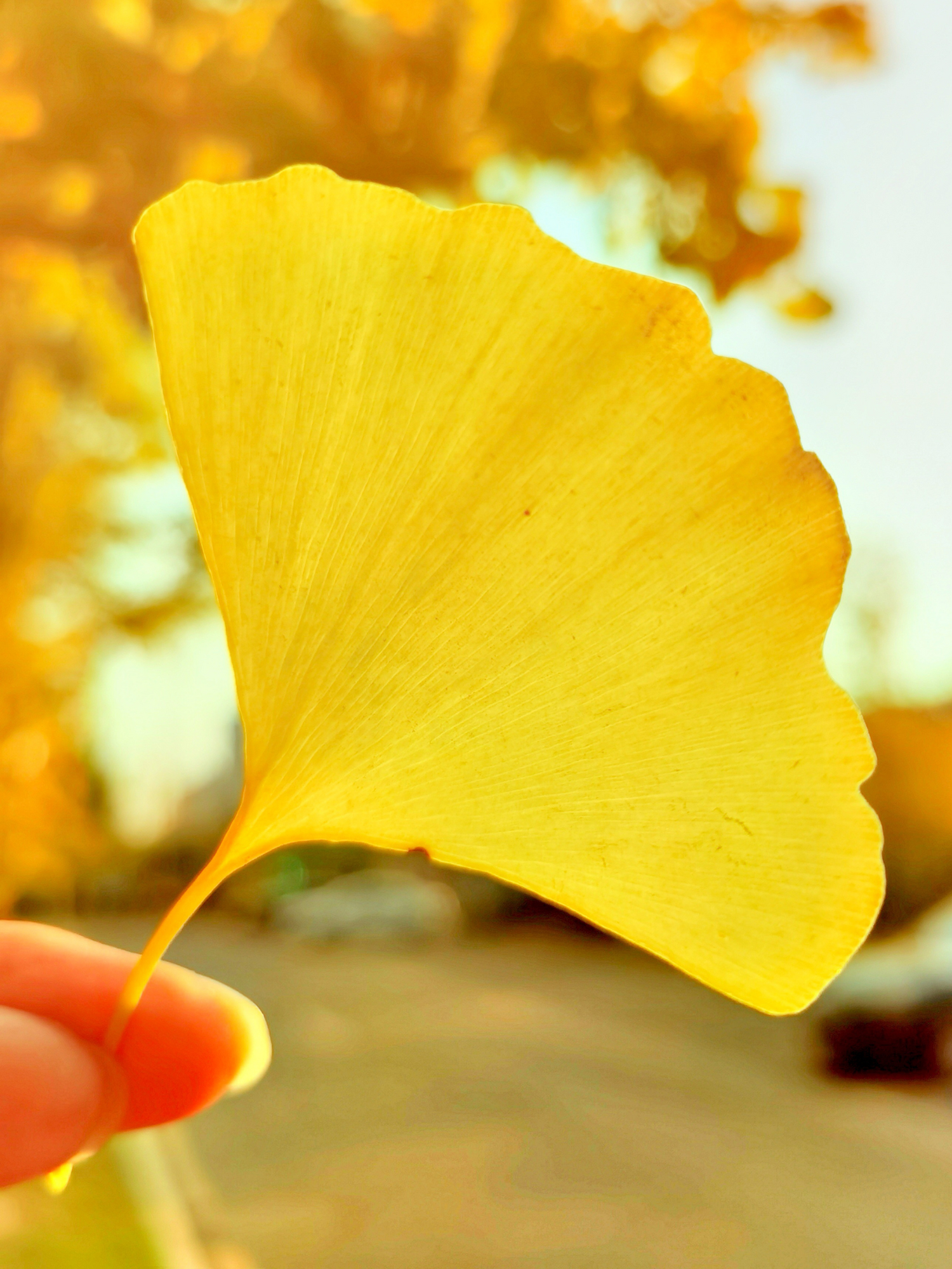 Ginkgo biloba - Ginkgo, Fächerblattbaum