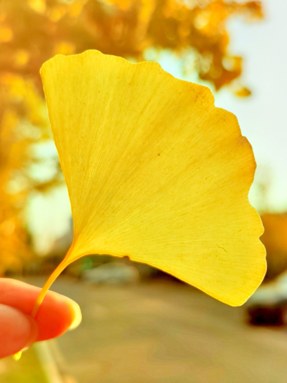 Ginkgo biloba - Ginkgo, Fächerblattbaum